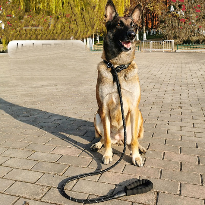 trela fácil do cão da ligação